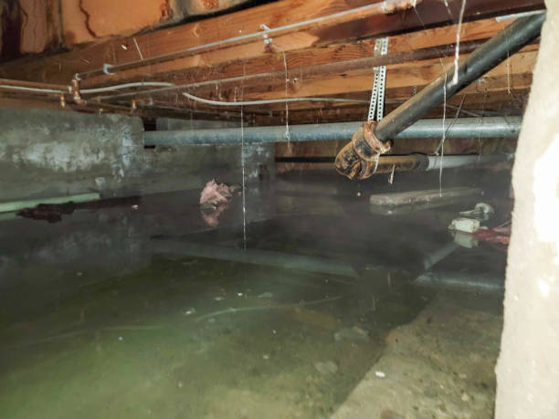 Best Local water damage restoration  in Mount Oliver, PA